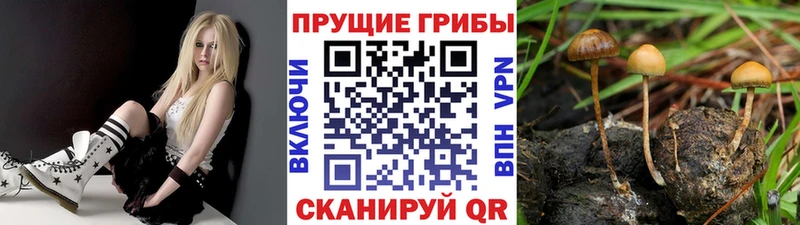 OMG ТОР  Москва  Галлюциногенные грибы Psilocybine cubensis 